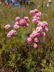 Lachnaea densiflora
