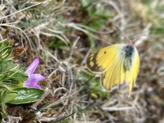 Colias lesbia