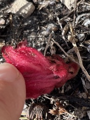 Hyobanche sanguinea