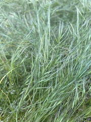 Festuca myuros