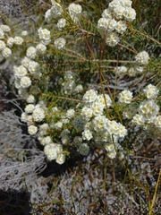 Lachnaea densiflora