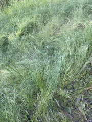 Festuca myuros