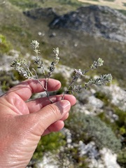 Indigofera brachystachya