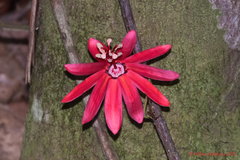 Passiflora glandulosa