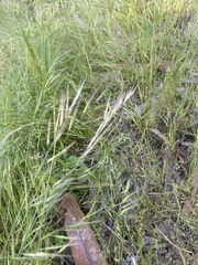 Festuca myuros