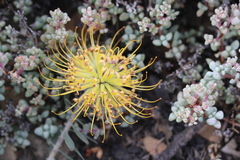 Leucospermum profugum