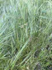 Festuca myuros