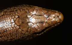 Siderolamprus montanus