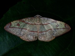 Hypochrosis hyadaria