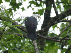 Columba leucomela