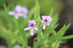 Pelargonium scabrum