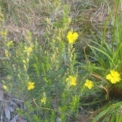 Hibbertia riparia