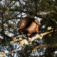 Nestor meridionalis septentrionalis