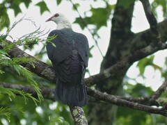 Columba leucomela