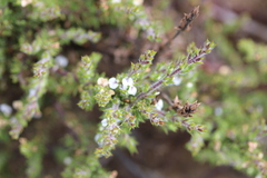 Muraltia arachnoidea