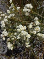 Lachnaea densiflora