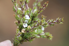 Muraltia arachnoidea