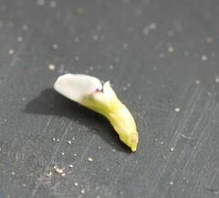 Muraltia arachnoidea