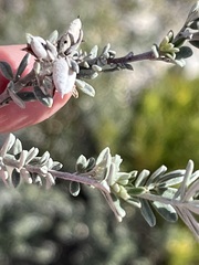 Indigofera brachystachya