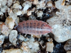 Proporcellio