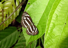 Neptis duryodana nesia