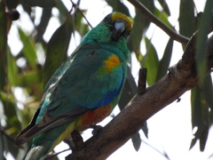 Psephotus varius
