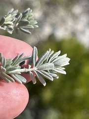 Indigofera brachystachya