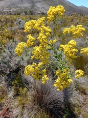 Othonna parviflora