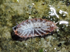 Proporcellio