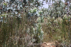 Elegia macrocarpa