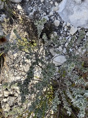 Indigofera brachystachya