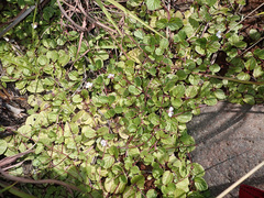 Diclis rotundifolia