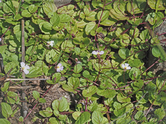 Diclis rotundifolia