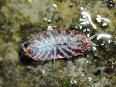 Proporcellio