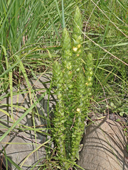 Alectra sessiliflora