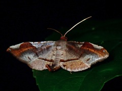 Calindoea elongatalis