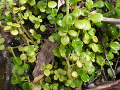 Peperomia urvilleana
