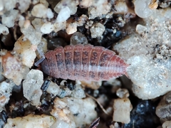 Proporcellio