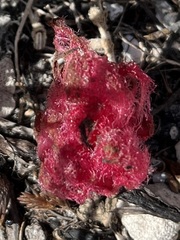Hyobanche sanguinea