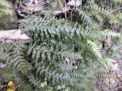 Blechnum filiforme