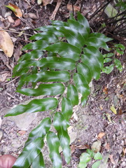 Asplenium oblongifolium