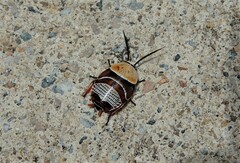 Ellipsidion australe