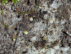 Utricularia bisquamata