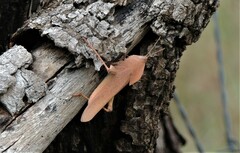 Goniaea australasiae