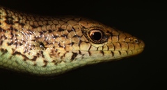 Siderolamprus montanus