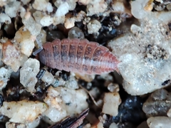 Proporcellio