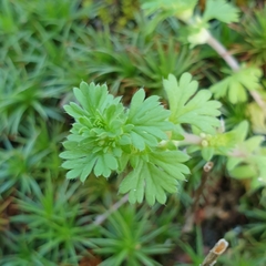 Alchemilla arvensis