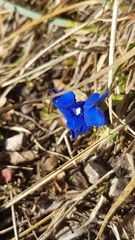 Gentiana verna
