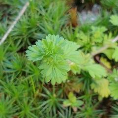 Alchemilla arvensis