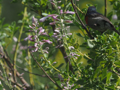Syncolostemon
